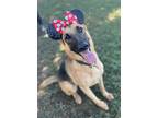 Adopt Mary a German Shepherd Dog