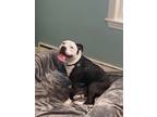 Adopt Hela a Pit Bull Terrier