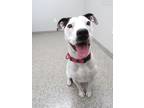 Adopt Magritte a Boxer, Terrier