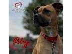 Adopt Riley a Beagle, Pug