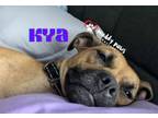 Adopt Kya a Beagle, Pug