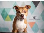 Adopt Amy a Australian Cattle Dog / Blue Heeler