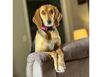 Adopt Sadie a Bluetick Coonhound, Mixed Breed