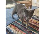 Adopt Fiona a Russian Blue