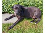 Adopt Bonnie (aka Maui) a American Staffordshire Terrier, Labrador Retriever
