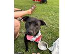 Adopt Zora a Pit Bull Terrier, Mixed Breed