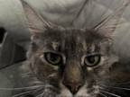 Maine Coon Smoke Baby Girl Cleo Brie