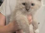 Daisy's Kittens