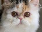 Persian Female Kitten