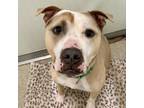 Adopt Candace a Pit Bull Terrier