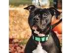 Adopt Paisley a Pit Bull Terrier