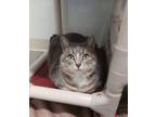 Adopt Pandora a Domestic Short Hair