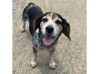 Adopt Maggie a Beagle