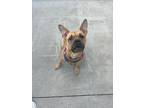 Adopt Bagel a Pit Bull Terrier