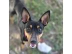 Adopt Cupcake a Miniature Pinscher, Shepherd