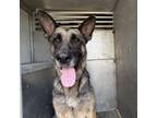 Adopt Aurelie a German Shepherd Dog
