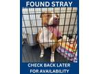 Adopt Misty a American Staffordshire Terrier, Mixed Breed