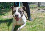 Adopt Gwen a American Staffordshire Terrier, Mixed Breed