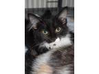 Adopt Marshmellow (Monday K1) a Domestic Short Hair