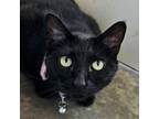 Adopt Edith a Domestic Short Hair
