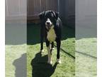 Border Collie Mix DOG FOR ADOPTION RGADN-1087415 - Ty - Border Collie / Mixed
