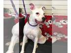 American Staffordshire Terrier DOG FOR ADOPTION RGADN-1087614 - Khloe - American