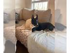 Boston Terrier DOG FOR ADOPTION RGADN-1087990 - MAGGIE (SHIRLEY - Boston Terrier