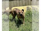 American Staffordshire Terrier Mix DOG FOR ADOPTION RGADN-1089298 - Hulk -
