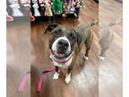 Mastiff Mix DOG FOR ADOPTION RGADN-1089842 - Hercules - Mastiff / Mixed Dog For