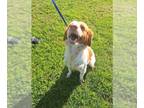 Brittany DOG FOR ADOPTION RGADN-1090911 - CA/Juliet (LA) - Brittany (short coat)