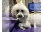 Poochon DOG FOR ADOPTION RGADN-1091155 - Iris in Ohio - Bichon Frise / Poodle