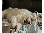 Shih Tzu DOG FOR ADOPTION RGADN-1093121 - Charlie - Shih Tzu Dog For Adoption