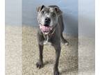 American Pit Bull Terrier Mix DOG FOR ADOPTION RGADN-1094909 - Amos - Pit Bull