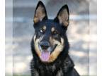 German Shepherd Dog Mix DOG FOR ADOPTION RGADN-1100398 - *TWIX - German Shepherd