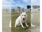 Mix DOG FOR ADOPTION RGADN-1101173 - ZOLA - Husky (medium coat) Dog For