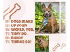 Miniature Pinscher Mix DOG FOR ADOPTION RGADN-1102374 - Buddy D5835 - Miniature