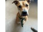 Adopt Dolly a American Staffordshire Terrier