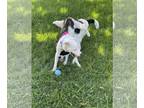 Border Collie Mix DOG FOR ADOPTION RGADN-1147995 - Addie - Border Collie / Mixed
