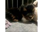 Adopt Asher a Yorkshire Terrier, Poodle