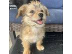 Adopt Milena a Yorkshire Terrier, Poodle