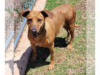 Coonhound-Plott Hound Mix DOG FOR ADOPTION RGADN-1267775 - Ruby - Plott Hound /