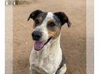 Catahoula Leopard Dog DOG FOR ADOPTION RGADN-1267777 - Bronson - Catahoula