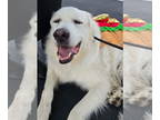 Great Pyrenees DOG FOR ADOPTION RGADN-1267784 - Gus McFloof - Great Pyrenees