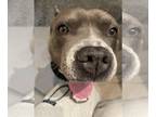 American Pit Bull Terrier Mix DOG FOR ADOPTION RGADN-1267789 - Miller - American