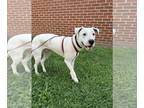 Boxer Mix DOG FOR ADOPTION RGADN-1267802 - Squirtle (1yo