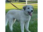 Adopt Opal a Australian Shepherd, Mixed Breed