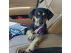 Adopt Mia a Miniature Pinscher