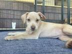 Adopt Jamie a Miniature Pinscher