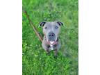 Adopt Princess Peach a Pit Bull Terrier