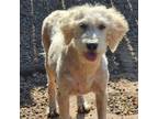 Adopt Ginger a Golden Retriever, Poodle